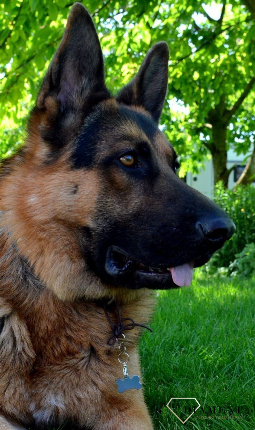 Adresówka dla psa w kształcie kości Blue L. Niebieska blaszka o wymiarach 3,7 × 2,5 cm idealna do graweru numeru telefonu lub imienia pupila. Lekka, trwała i stylowa.1.jpg